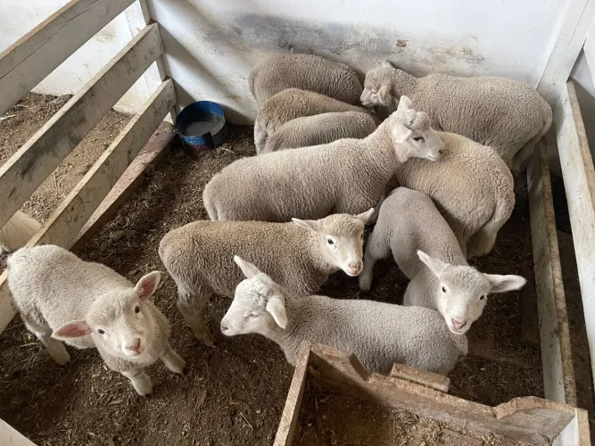 Ovelhas Jovens para Criação
