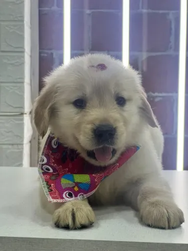FILHOTE DE GOLDEN RETRIEVER BEBE