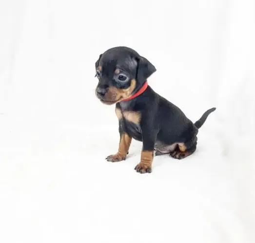 Pinscher Fêmea com 53 dias na cor preto e canela vacinado padrão zero - Alberto