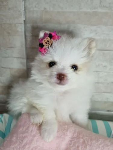 Spitz alemão mini esperando por você!