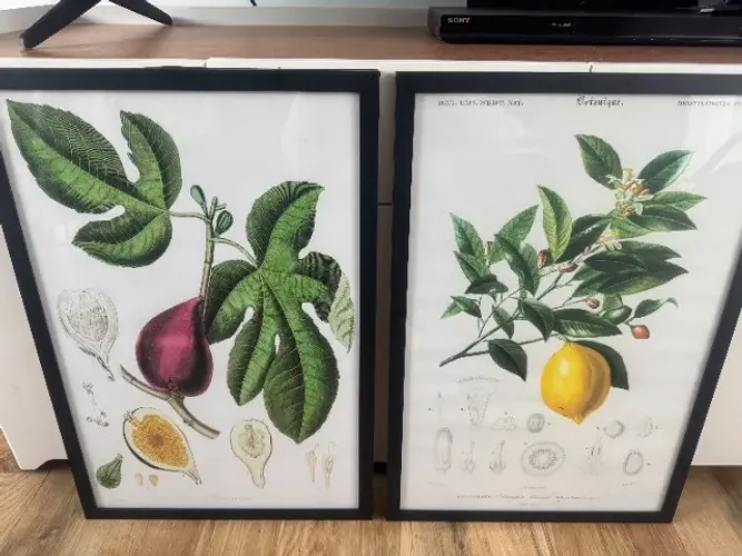 quadro orgânico, botânico, folhagem, figo, limão, decoração sala jantar, quarto, cozinha
