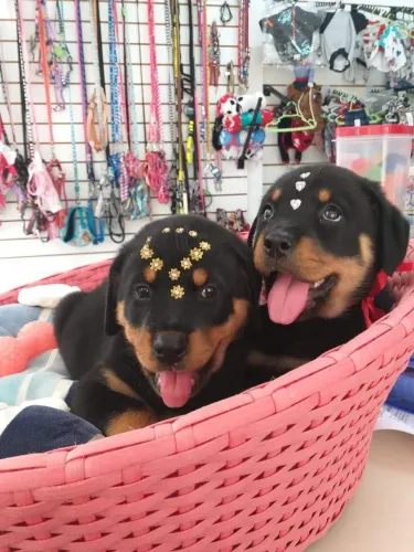 Filhote de Rottweiler fêmea e macho 
