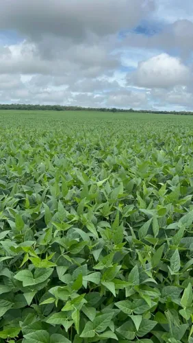Fazenda repasse de arrendamento 540hec em Canarana MT.
