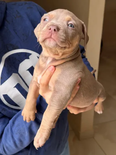 Lindos filhotes de pit monster 