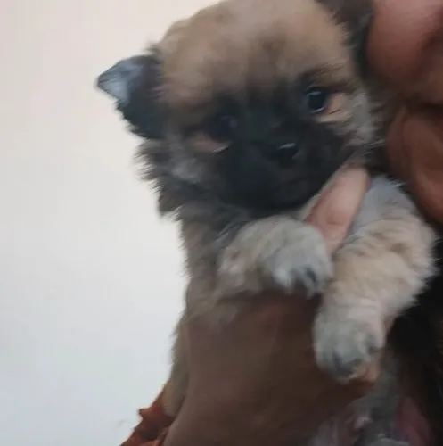 Chihuahua pêlo longo , macho.