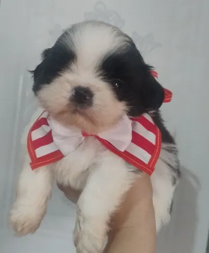 SHITZU MACHO DISPONIVEL