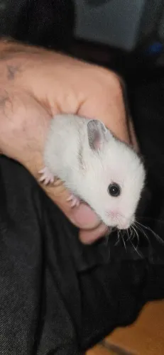 ? 9 HAMSTERS FILHOTES DISPONÍVEIS! ?