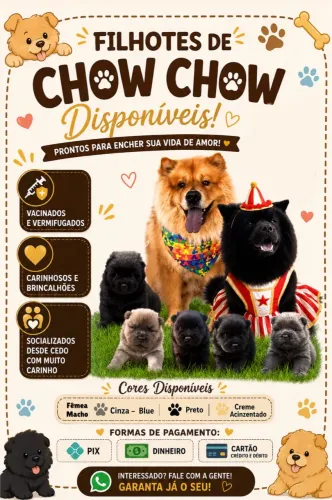 Vendo filhotes de Chow Chow