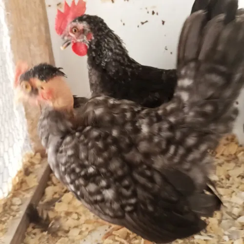 Mini garnisé (casal)