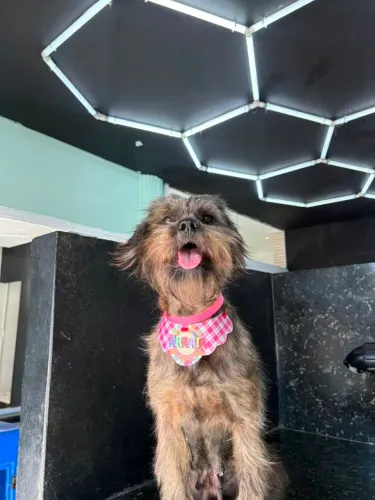Doação responsável - cachorrinha resgatada