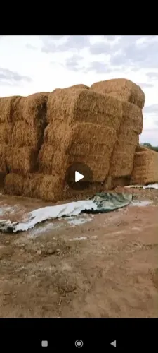 Feno palha de arroz