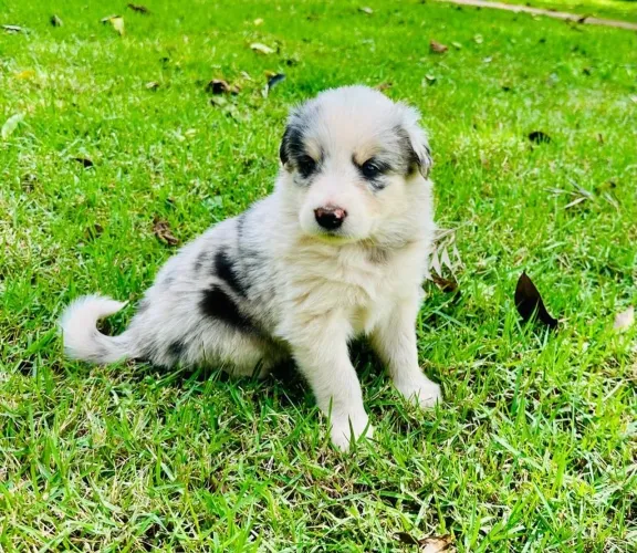Border collie fêmea - blue Merle 