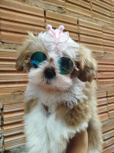 Filhote ShihTzu fêmea