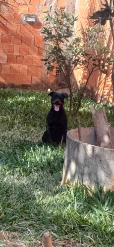 Rottweiler 8 meses