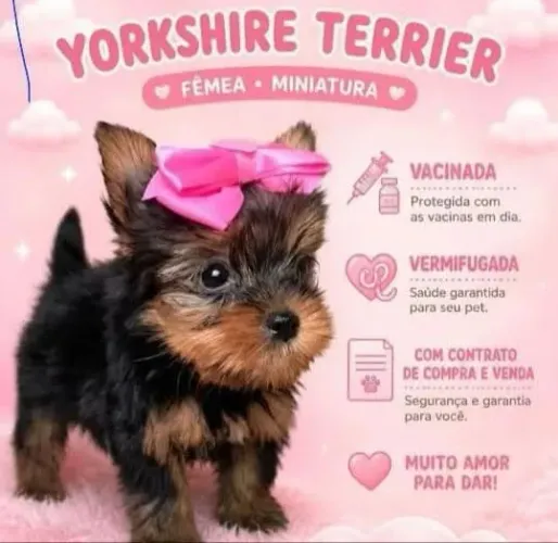 Femea Yorkshire terrier com Pedigree raça pura tamanho Mini