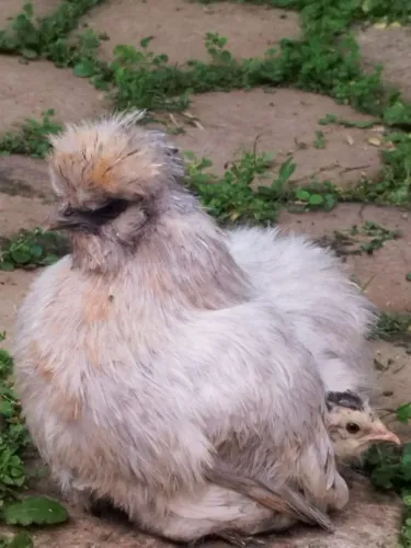 Vende-se Galinha Sedosa do Japão 