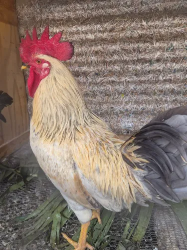 Galo e galinha Poedeira 
