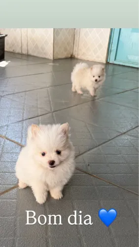 Spitz alemão com pedigree