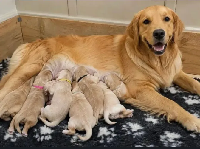 DOAÇÃO - FILHOTES DE GOLDEN RETRIEVER - ÚLTIMOS 3
