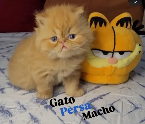 Gato persa