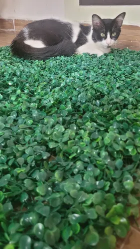 10 Placas de Plantas Decorativas Instagramável - Parede de Plantas