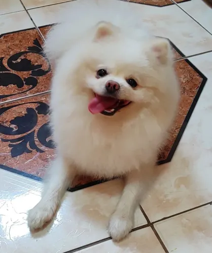 Spitz Alemão Branco Macho/ Procura-se uma fêmea para cruzar 