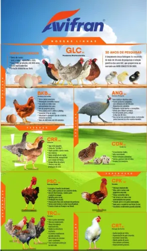 Distribuidora de pintinhos, postura e corte
