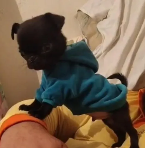 Pug black mini