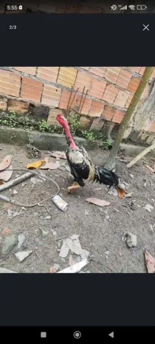 Vendo polaco 