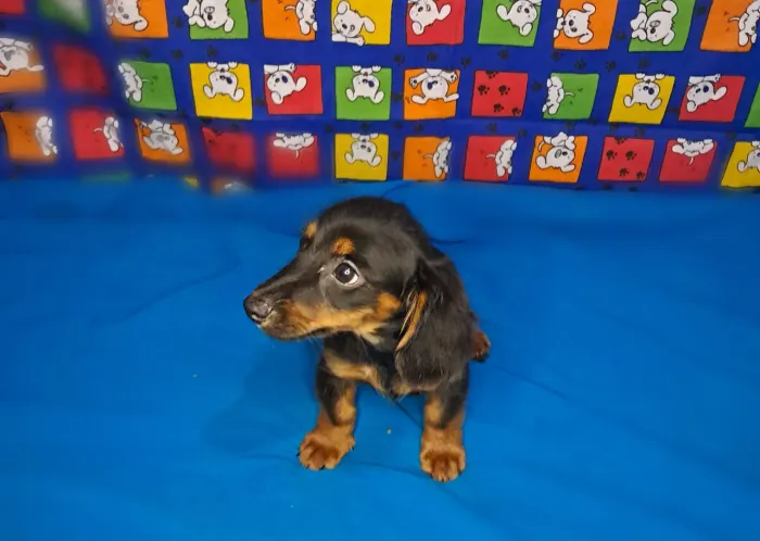 Dachshund/ Salsicha Pelo Longo Miniatura Macho Bem Pequeno 