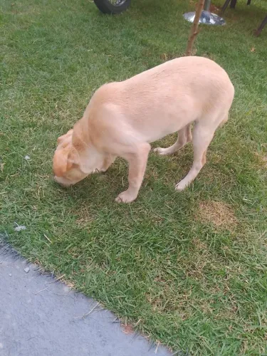 Cachorro pra doação 