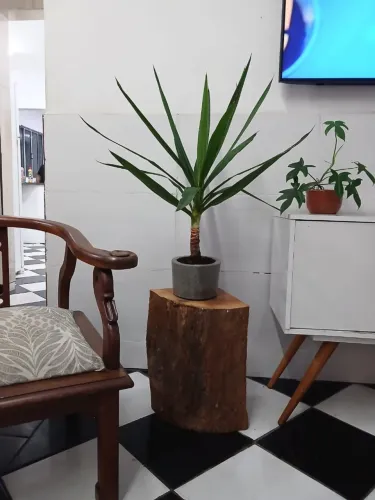 Palmeira Yucca