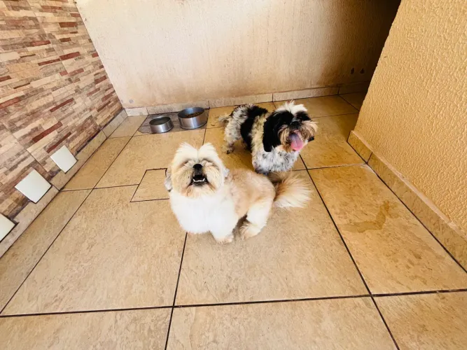 Doação de cachorro