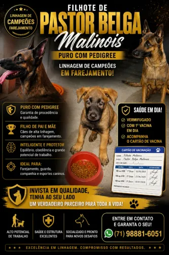 Filhote de Pastor Belga Malinois