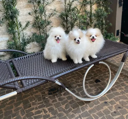 Lulu da Pomerânia anões registrados com pedigree linhagem importada!