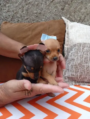 Pinscher 00 Canil em Bh