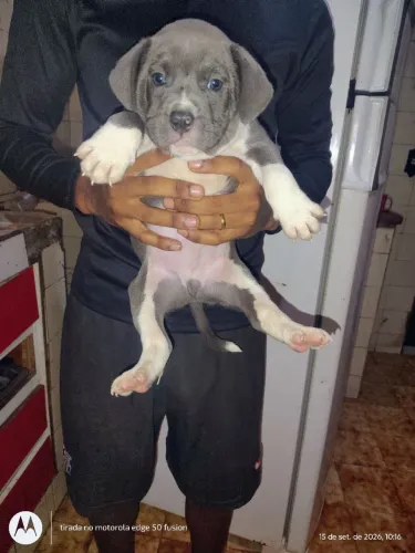 Filhote american bully 