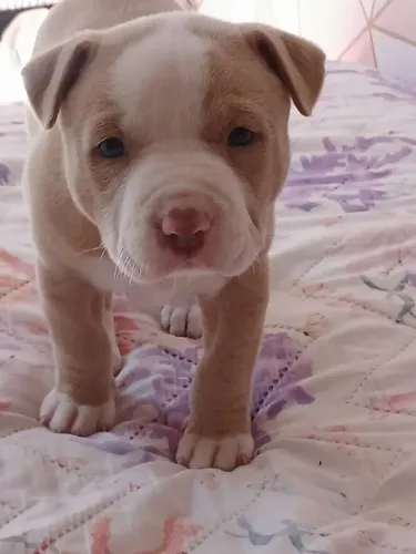 Pitbull vendo ou troco por algo do meu interesse