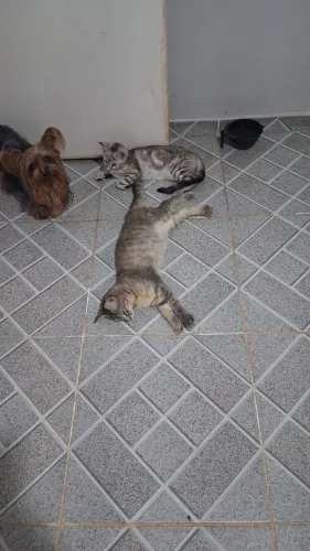 Filhotes mistura de maine coon à venda (CASTRAÇÃO GARANTIDA)