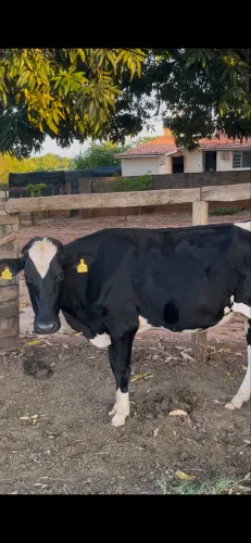 Novilha Girolando Prenhe
