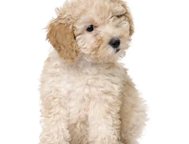 Poodle toy