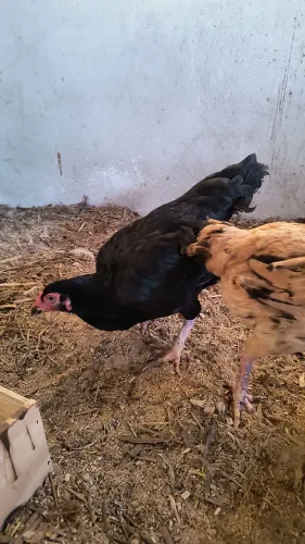 Galinhas caipira