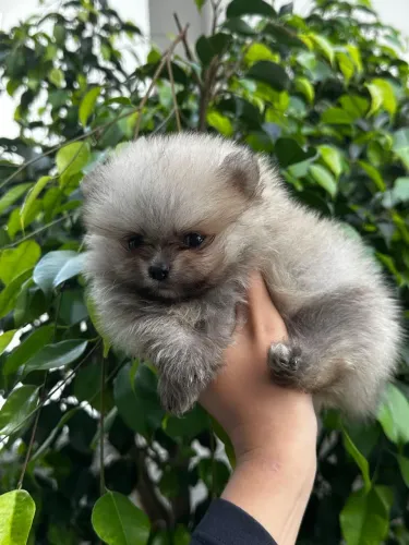 Lulu da pomeranea