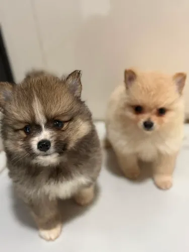 Filhotes de spitz alemão 