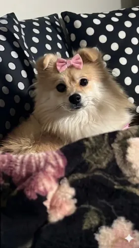 Quero um macho pra tirar cria com ela