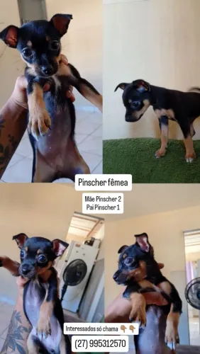 Vendo Pinscher fêmea 