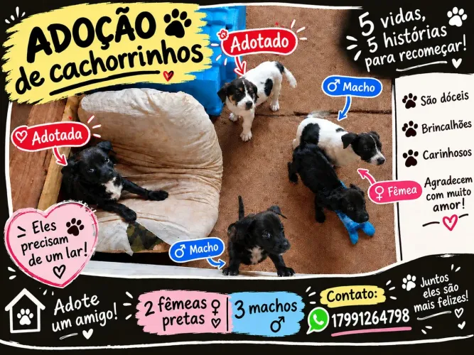 Cachorrinhos para doação