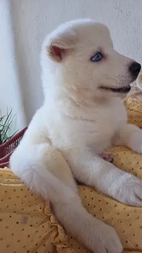 Filhotes de husky siberiano disponível