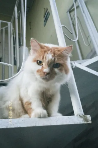 Doação de gato persa