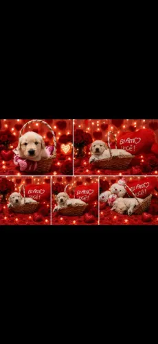 Golden retriever